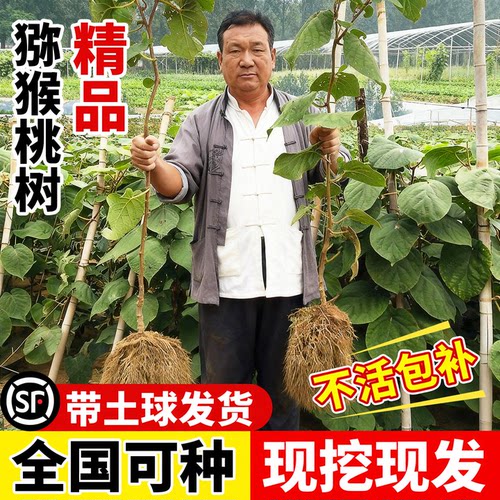 猕猴桃树果苗南北方种植当年结果