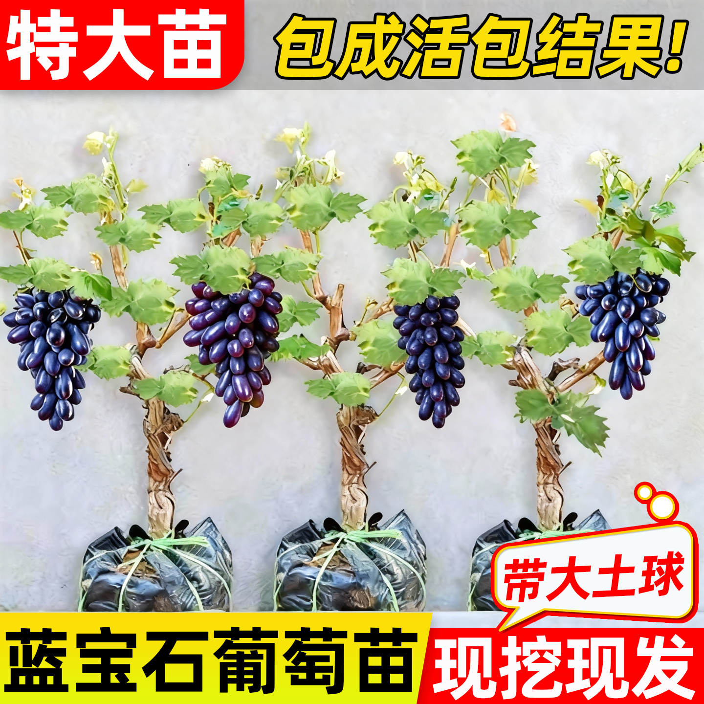 蓝宝石葡萄苗特大带土盆栽地栽苗