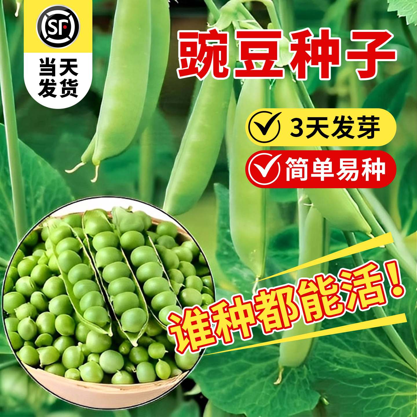 清甜可口豌豆种子高产耐寒