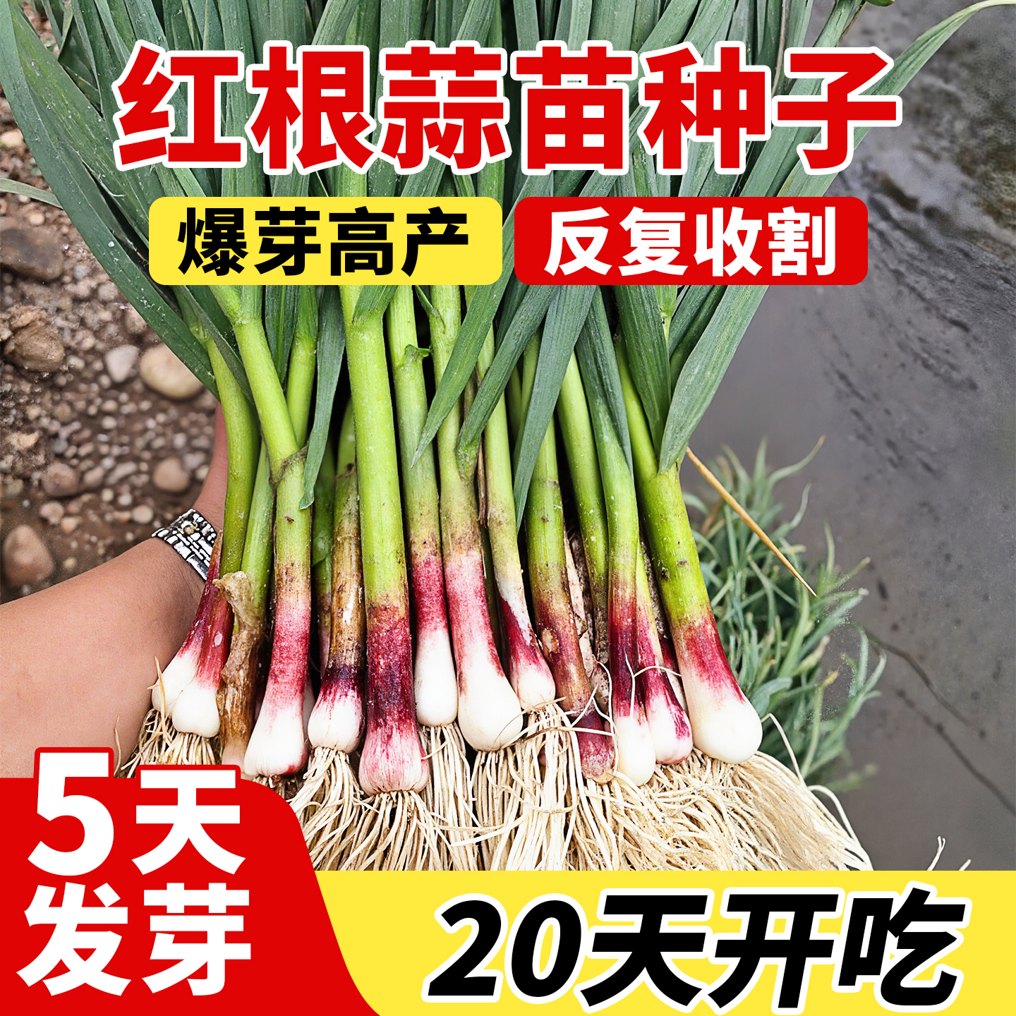 早熟红根蒜苗种子大蒜种子红皮