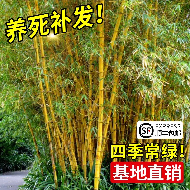 黄金竹罗汉竹庭院观赏四季盆栽竹子苗造景北方耐寒根苗带土室内外