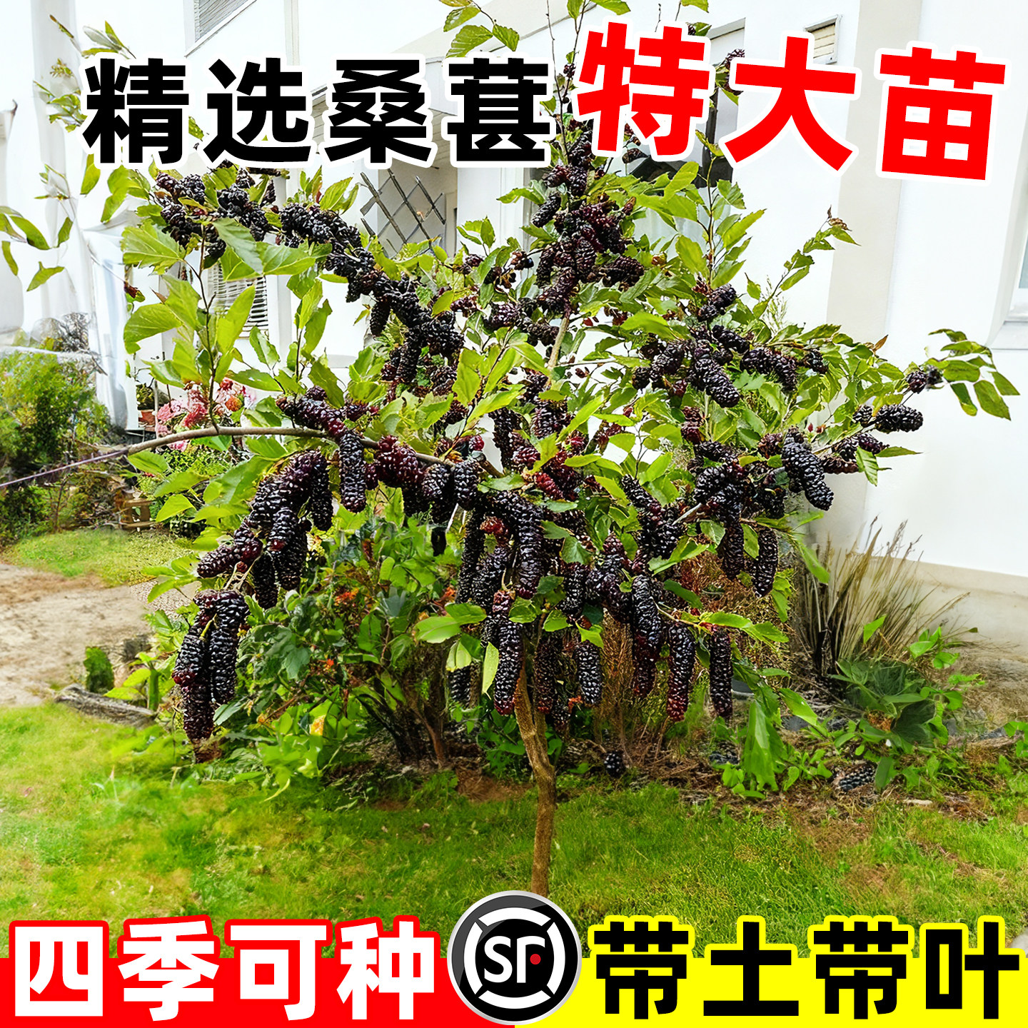 桑葚树苗嫁接无籽十长果桑当年结果南北方种植台湾四季庭院特大