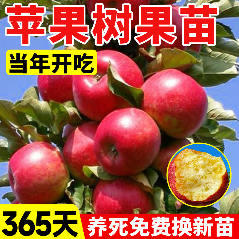 苹果树苗南北种植当年结果图片