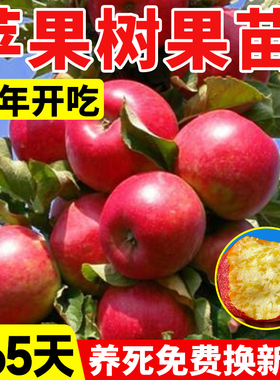 苹果树果苗盆栽南方北方种植庭院地栽冰糖心矮化果树当年结果带土