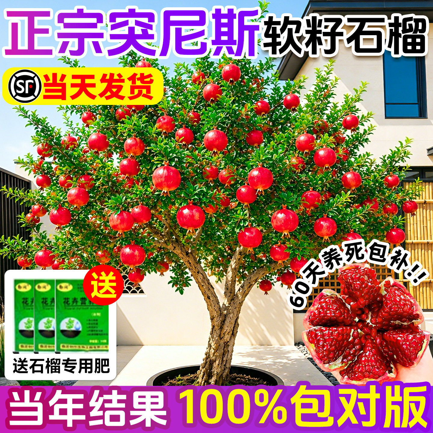石榴树树苗突尼斯带土果树图片