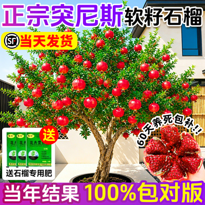 石榴树树苗突尼斯带土果树