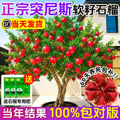 石榴树树苗突尼斯带土果树