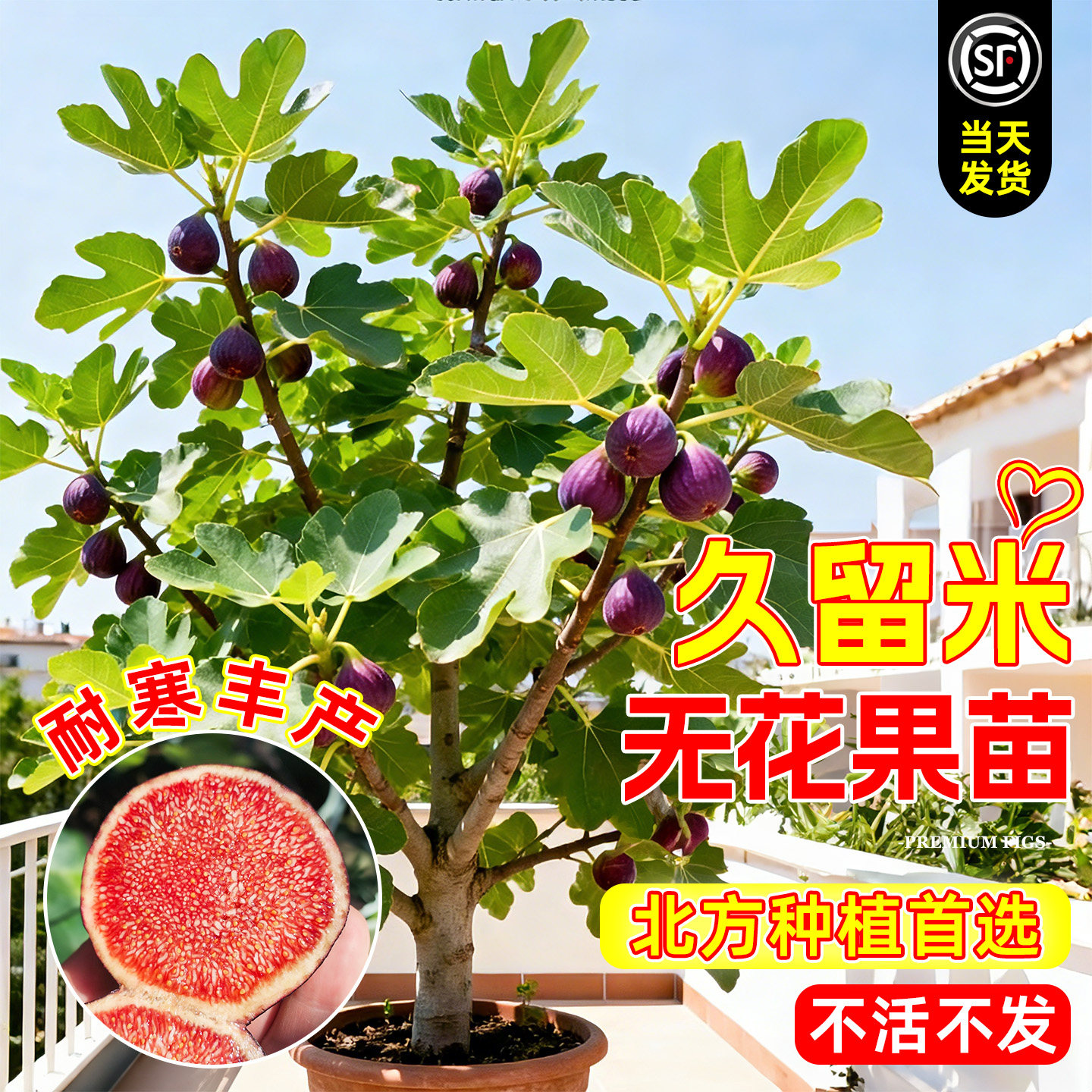 无花果树苗特大果久留米嫁接耐寒图片