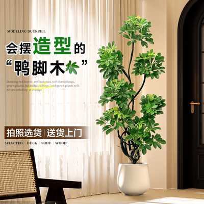 【拍照选货】高级造型鸭脚木盆栽