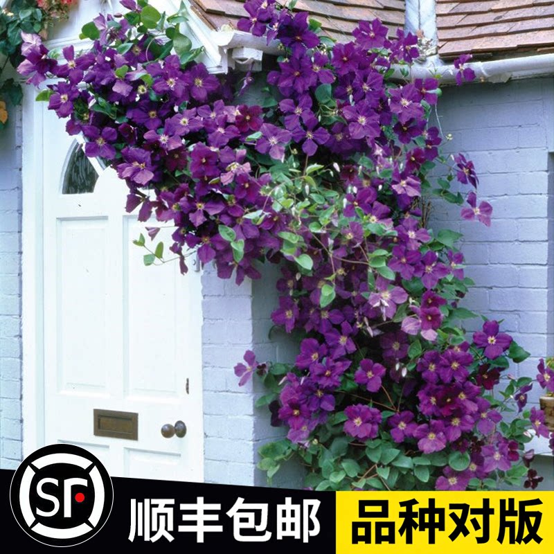 蜜蜂之恋铁线莲爬藤植物庭院耐寒花卉阳台四季攀援盆栽爬墙开花