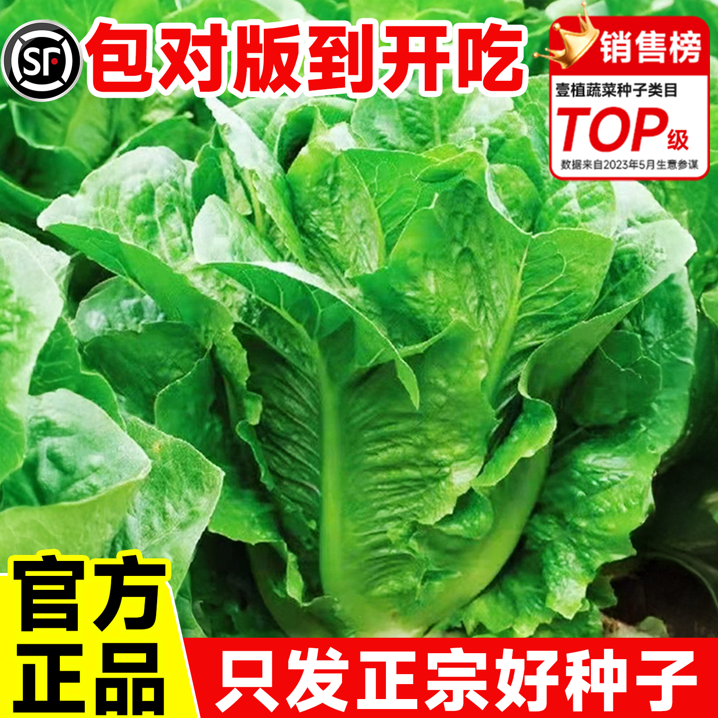 正宗罗马生菜种子足量高产直立意大利奶油生菜籽种鲜活新种高发芽