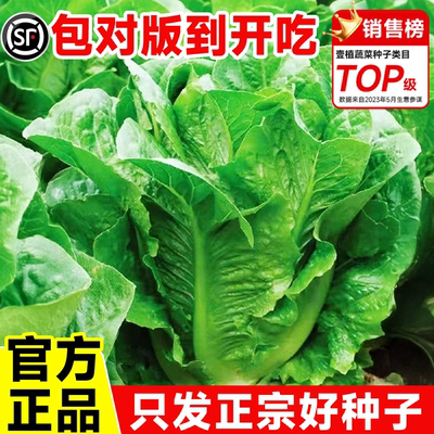 正宗罗马生菜种子足量高产高发芽
