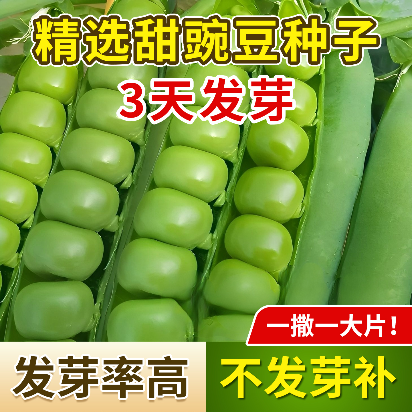 正宗甜豌豆种子早熟高产