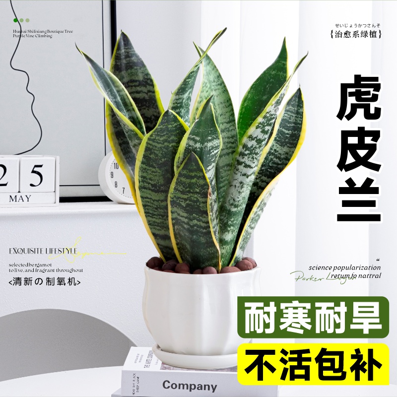金边虎皮兰盆栽客厅绿植多肉植物室内办公室禄植花卉虎尾兰好养活