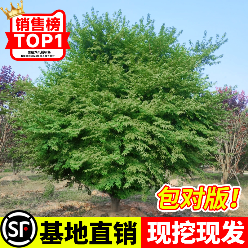 小叶鸡爪槭树苗原生枫庭院风