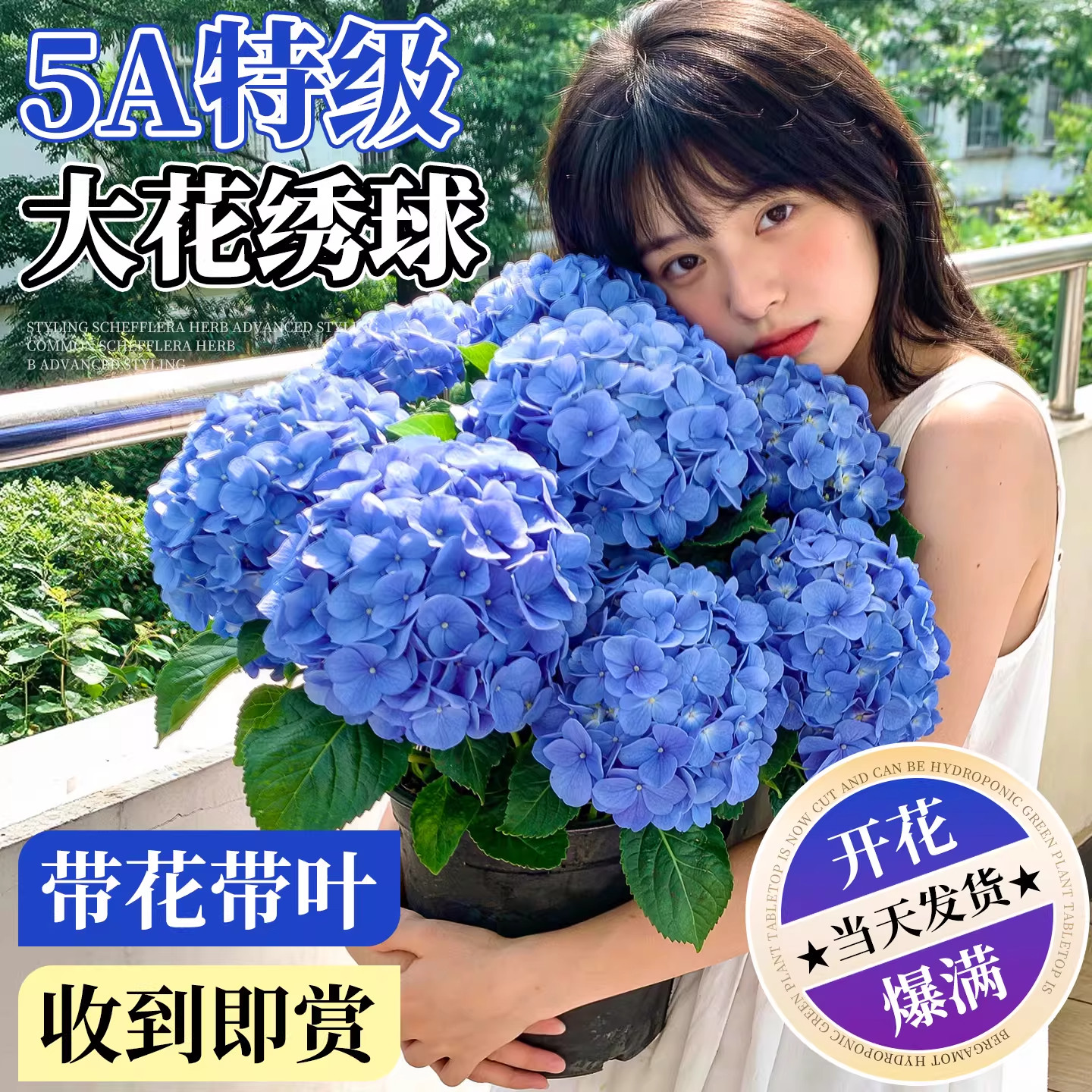 绣球花苗四季花卉大花无尽夏带花图片