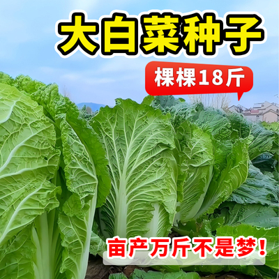 高产大白菜种子颗颗18斤