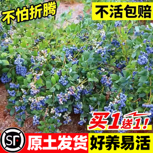 蓝莓树果苗盆栽带果南北方种植特大号L25蓝梅树庭院别墅地栽耐寒
