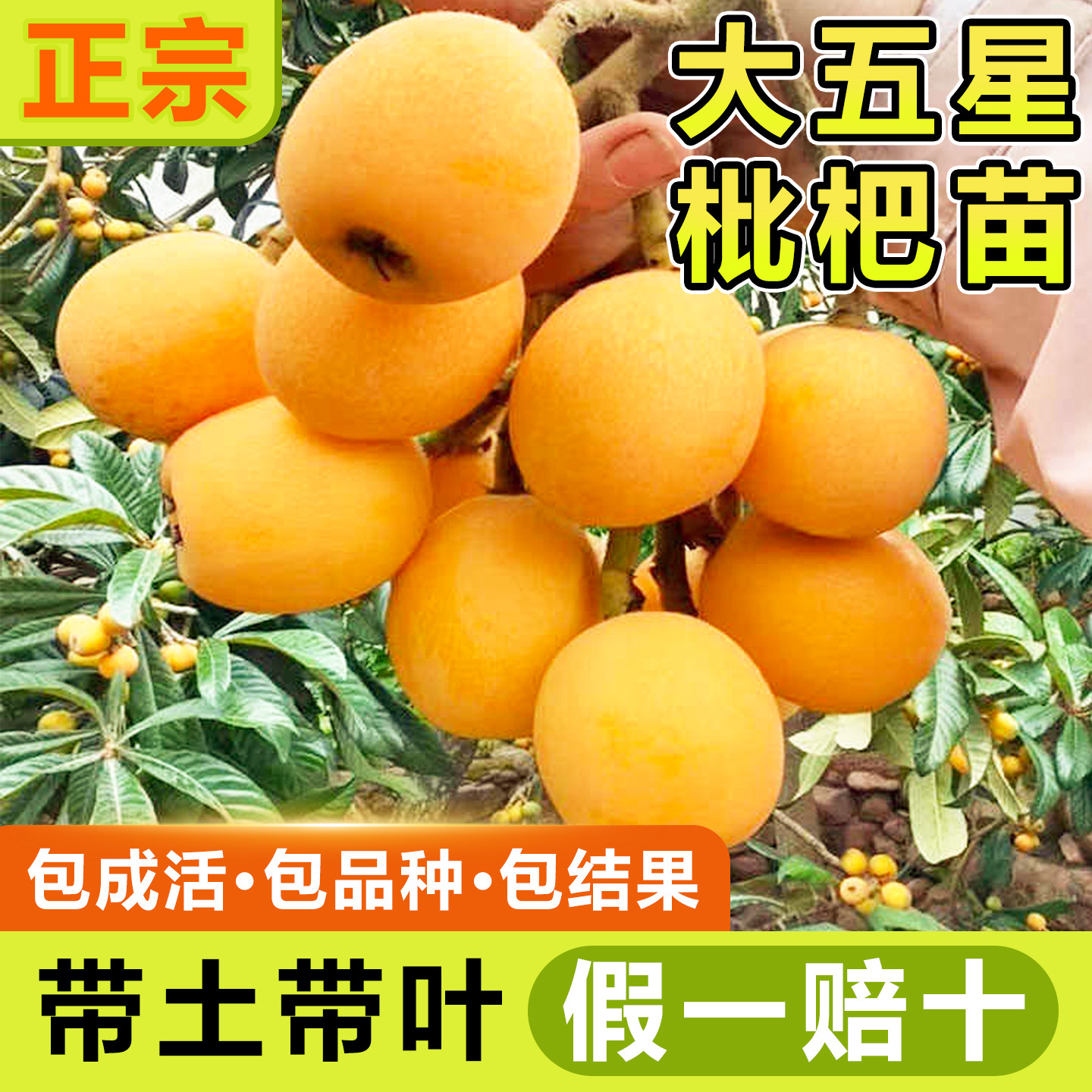 枇杷树果苗嫁接无核砂糖当年结果图片