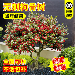 无刺枸骨树苗金玉满堂树苗庭院别墅地栽四季常青耐旱耐寒绿化工程