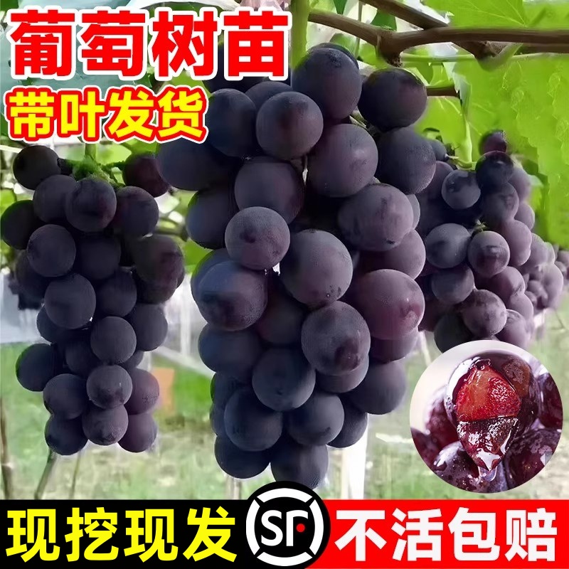 巨峰葡萄树苖阳光玫瑰果苗盆栽