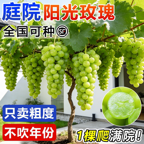 阳光玫瑰特大葡萄树果苗庭院种植