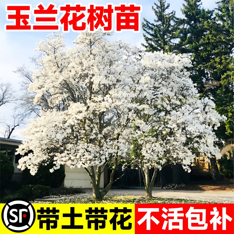 白玉兰花树苗带花苞庭院风景大树