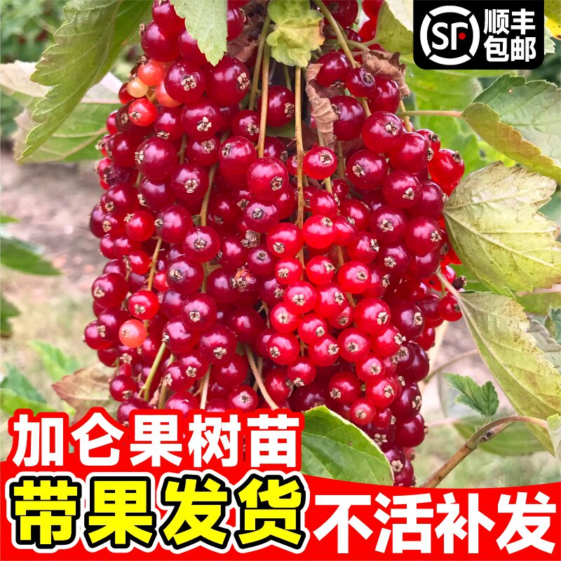 红加仑果树苗红豆苗红醋栗苗红灯笼果苗南北方种植当年结果红色果