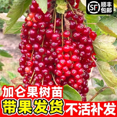 红加仑果树苗南北方种植当年结果