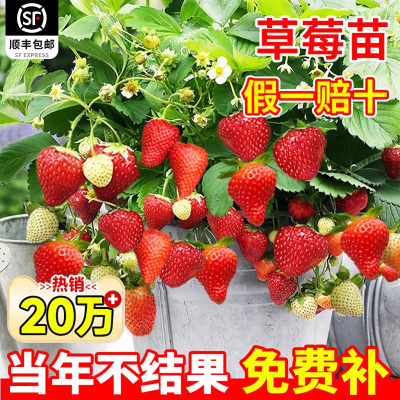 奶油草莓苗四季结果盆栽带大果红颜淡雪室内客厅阳台种植新苗苗秧