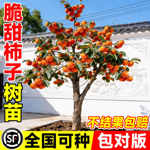 脆甜柿子树果苗嫁接果树特大庭院