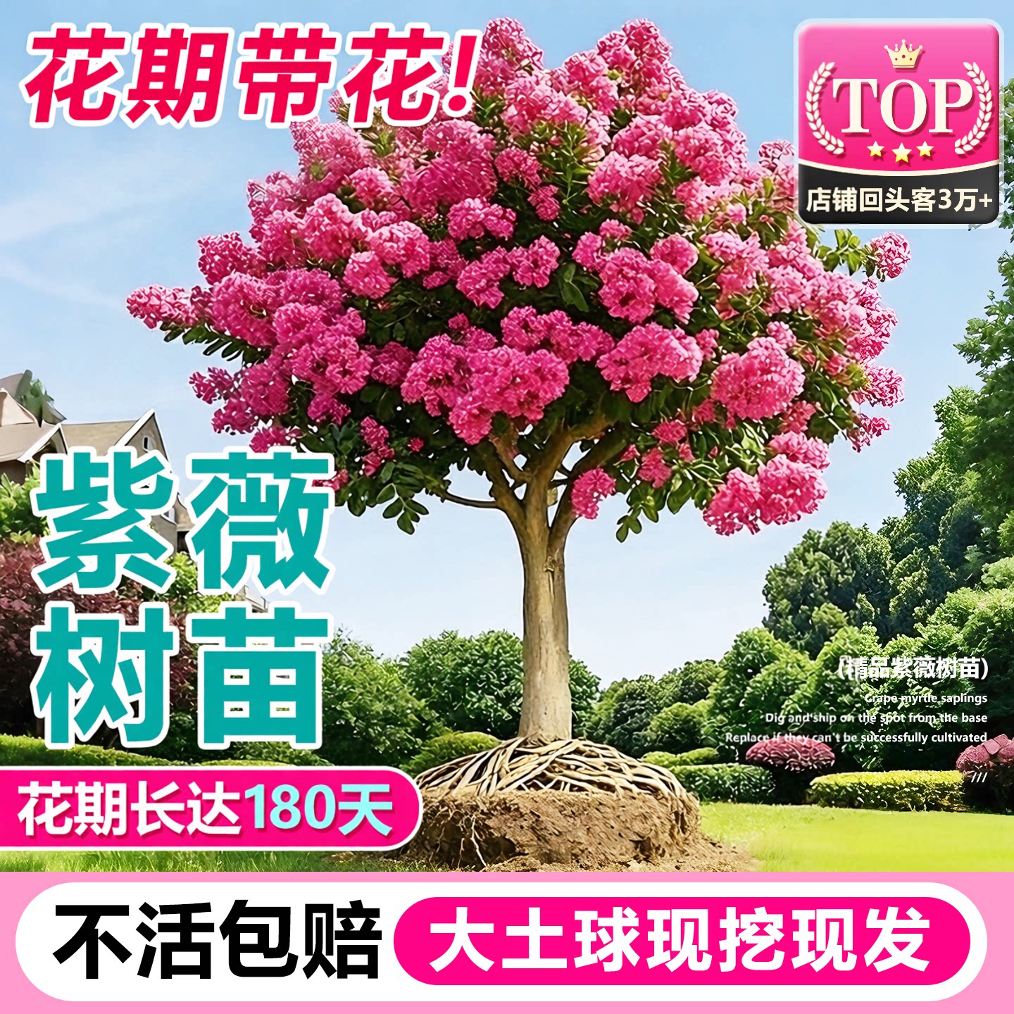 紫薇花树苗庭院大型老桩别墅室外道路绿化植物百日红花卉风景大树
