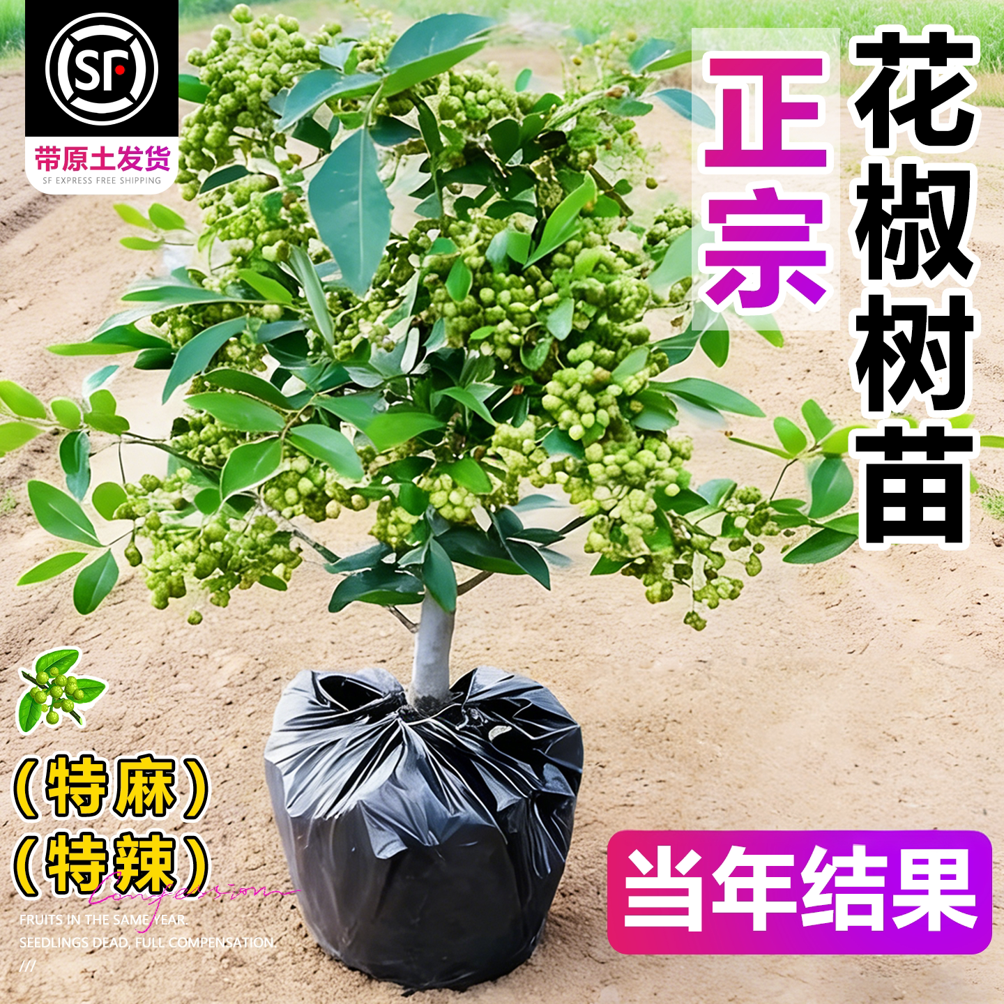 正宗九叶青花椒苗树四川汉源藤椒图片