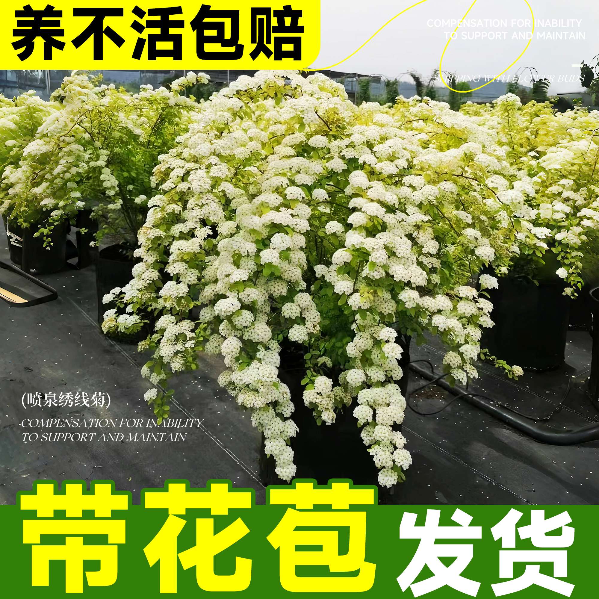 黄金喷泉绣线菊阳台盆栽花期带花图片