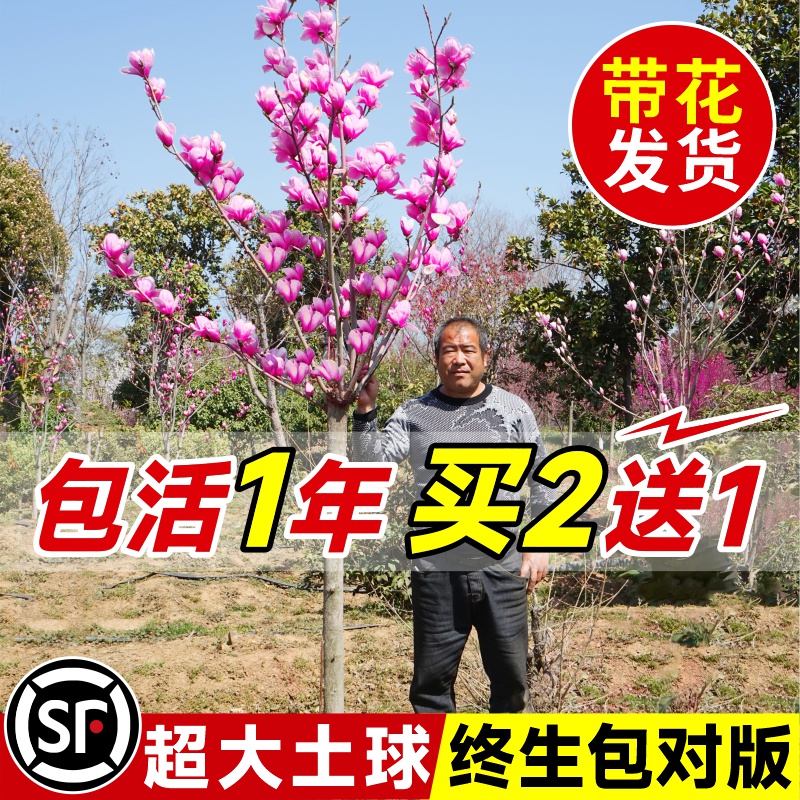 玉兰花树苗带花苞白紫玉兰盆栽庭院绿化开花耐寒植物室外四季花卉 鲜花速递/花卉仿真/绿植园艺 时令草本花卉 原图主图