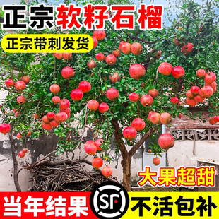 石榴树庭院果树突尼斯软籽无籽蒙阳红石榴树树苗老桩嫁接四季盆栽