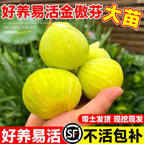 无花果树果苗特大南北种植
