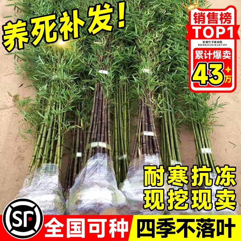 竹子苗庭院四季耐寒植物室外观赏竹子盆栽紫竹苗黄金竹罗汉竹绿植