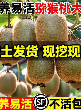 猕猴桃树果苗雌雄同株红心徐香软枣嫁接南北四季种植盆栽地栽果树