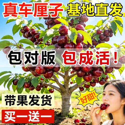 正宗车厘子树苗嫁接樱桃庭院种植