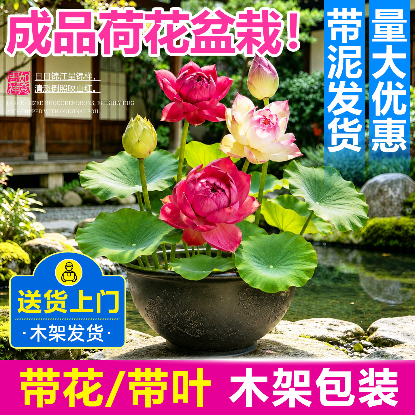 成品荷花盆栽水养带花苞观赏藕种苗四季缸栽庭院花卉睡莲水培植物