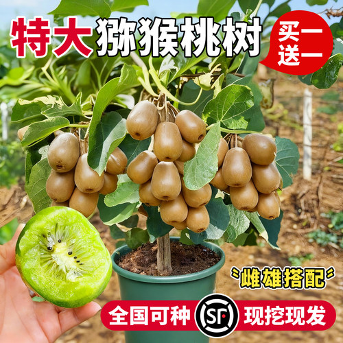 猕猴桃树果苗南北方种植当年结果