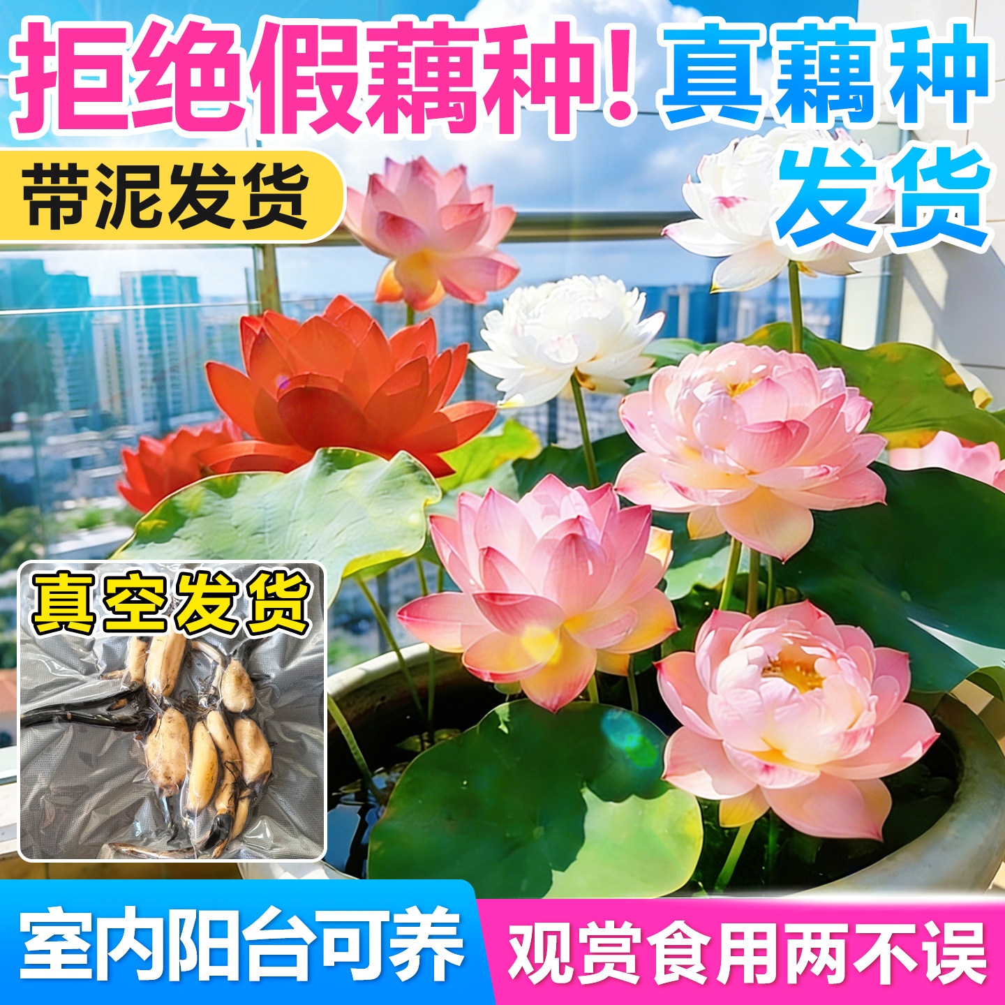 荷花观赏藕种藕苗根睡莲碗莲莲花苗种子好养池塘缸栽荷花盆栽水养