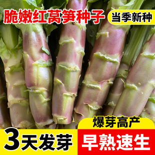 红莴笋种子红皮耐寒高产青皮大头秋莴苣窝笋盆栽种子圆叶尖叶四季