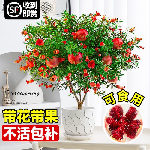 石榴花盆栽庭院阳台四季好养
