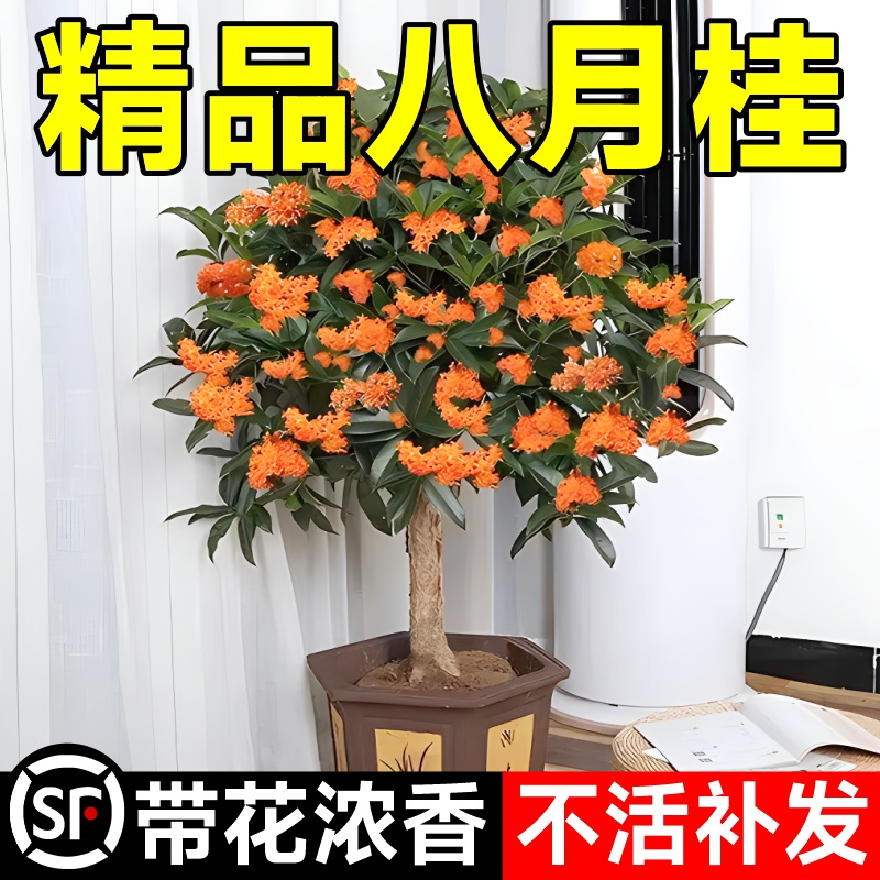 八月桂花树苗四季桂室内阳台盆栽金桂花苗室外庭院可食用花卉绿植-封面