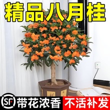 八月桂花树苗四季桂室内阳台盆栽金桂花苗室外庭院可食用花卉绿植