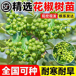 花椒苗树九叶青小苗带土老品种老桩四川大红袍花椒树大苗当年结果