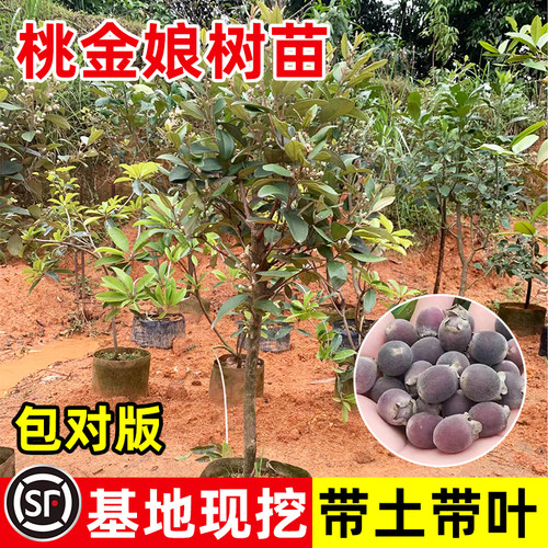 桃金娘树苗捻子果苗带土带叶盆栽