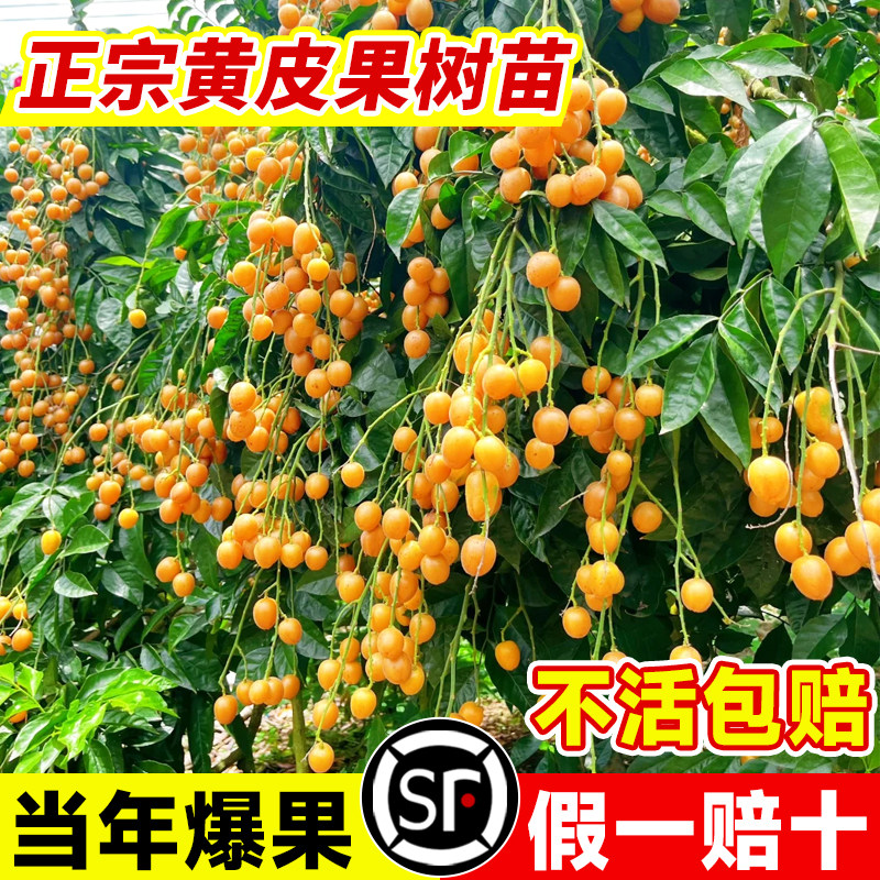 广西鸡心黄皮果树果苗嫁接黄皮树苗无核南方庭院黑金紫肉黄皮大苗